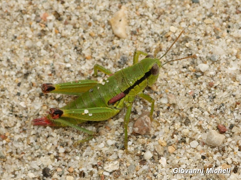 Acrididae:  Odontopodisma decipiens insubrica, femmina